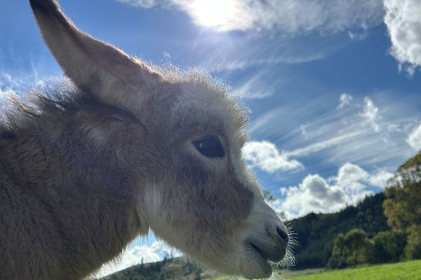 Das Bild zeigt einen Esel in der Natur