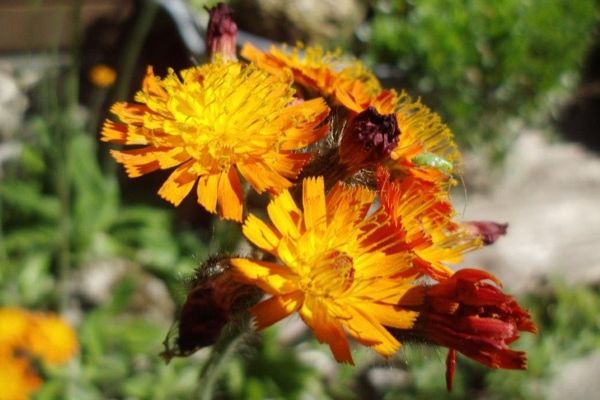 Der Betrachter blickt mit einer Nahaufnahme auf orangefarbene Blumenblüten.