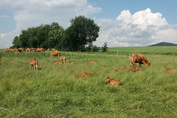 Biohof-Brunner - Rinder auf der Weide