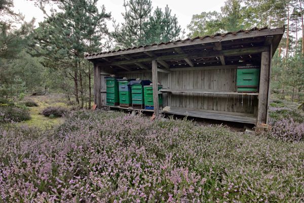 Bienenstand in der Klein Londoner Heide, Bäume im Hintergrund