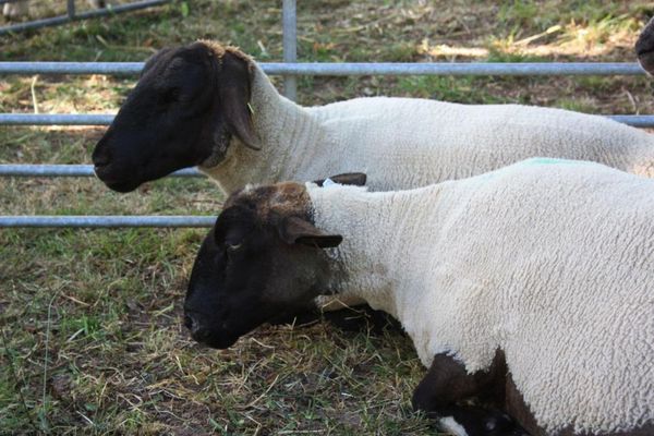 Suffolks