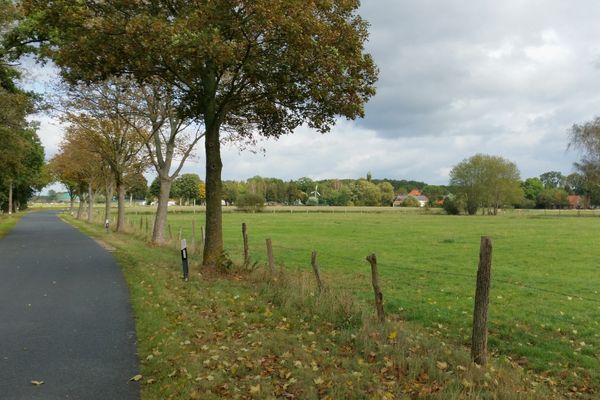 Blick über Wiesen und Felder entlang der Allee bei Bockholt.