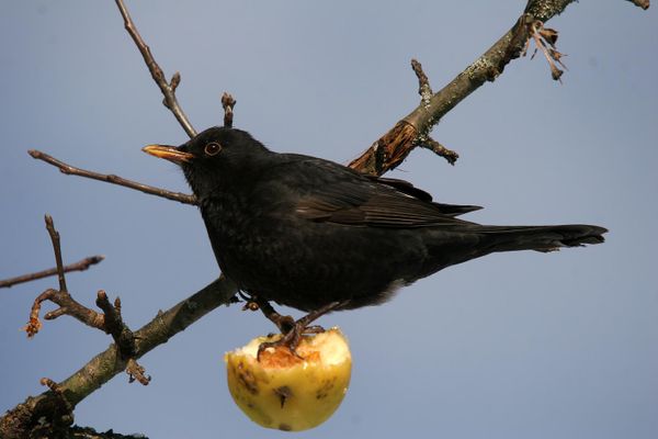 Amselmännchen