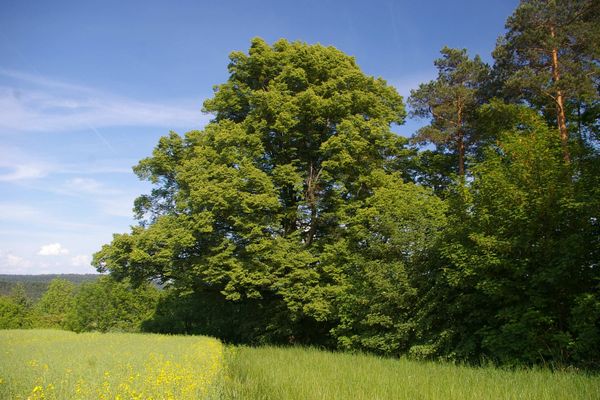 Winterlinde Kirchlauter