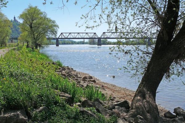 Eine Eisenbahnbrücke überspannt die Donau bei Bogen. Im Vordergrund stehen Laubbäume am grünen Flussufer. Im Hintergrund thront die Wallfahrtskirche Bogenberg über dem Fluss.
