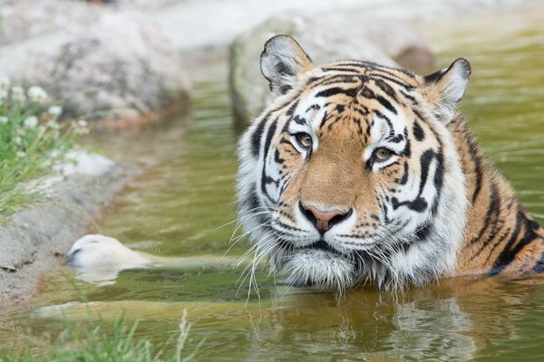 Tiger Alex
