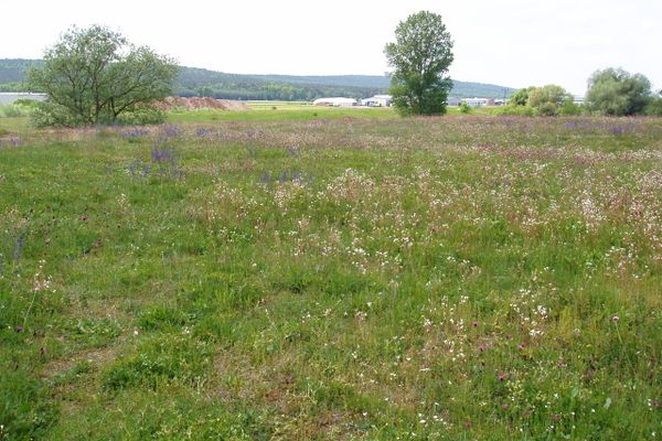 Sandmagerrasen Pettstadt