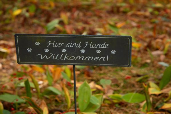 Kleines Schild mit der Aufschrift „Hier sind Hunde willkommen“ zwischen Pflanzen im Außenbereich.