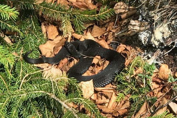 Mit etwas Glück kann man die schwarze Kreuzotter (Höllenotter) beobachten