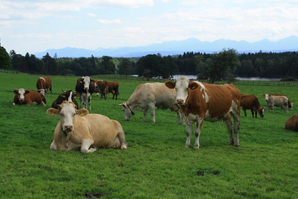 Kuhweide auf dem Granerhof bei Böbing