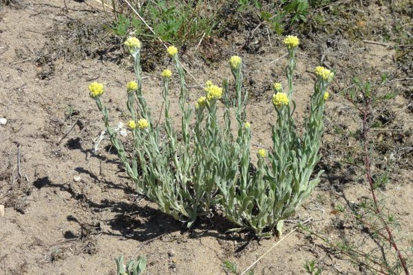 Sandstrohblume