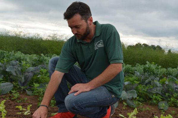 Daniel Singer zwischen Eichblattsalat und Kohlrabi