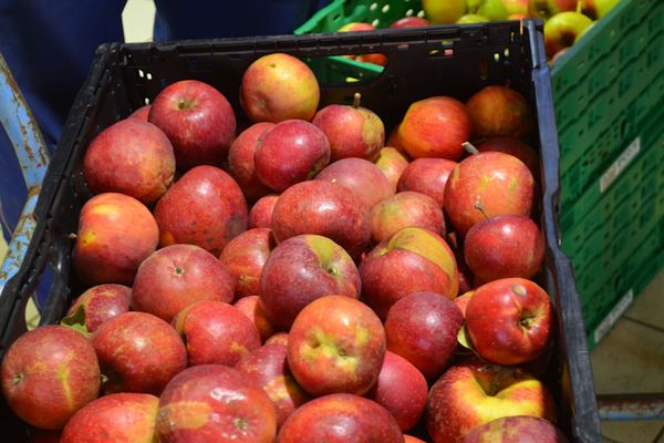 Ein Anruf genügt und die Obstkiste steht zum Abholen bereit