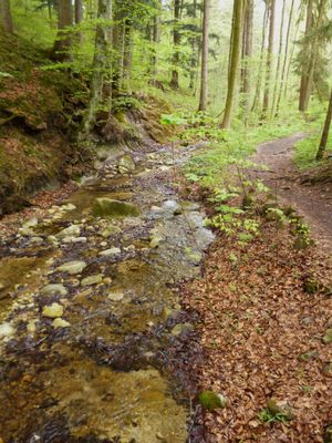 Teilweise führt der Weg direkt am Bach entlang.