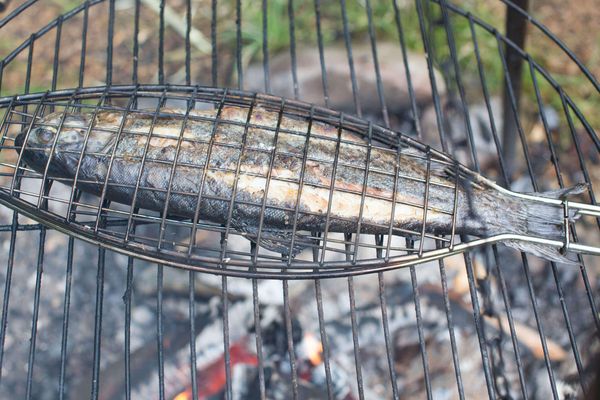 Der Betrachter blickt auf die Forelle die in einer Halterung auf dem Grill liegt.