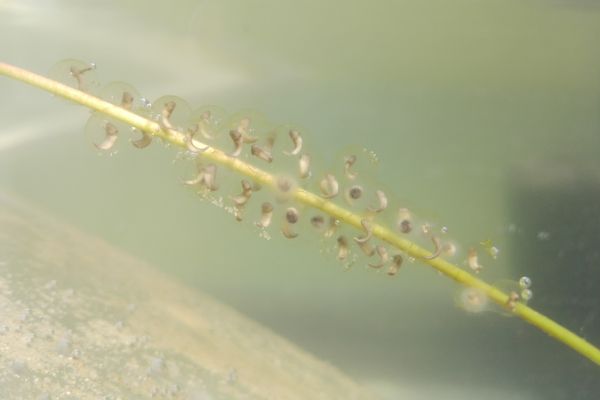 Drei Tage alte Eier der Gelbbauchunke die jungen Kaulquappen sind bereits zu erkennen