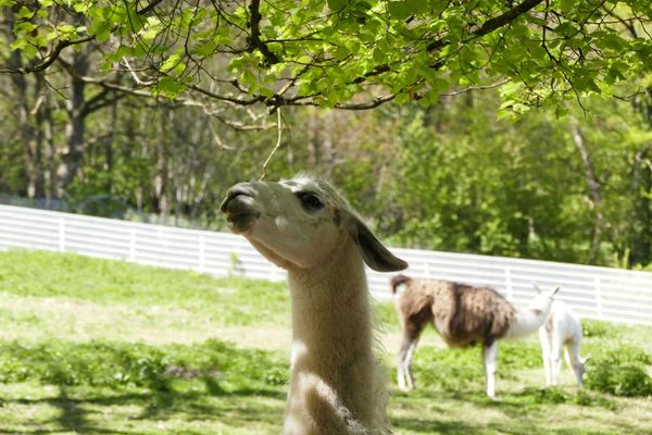 Bergtierpark Fürth