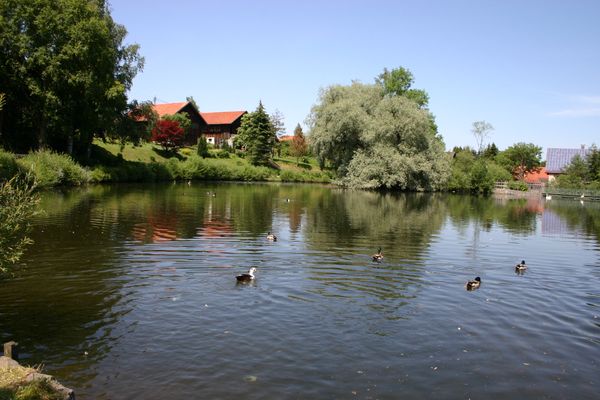 Dorfweiher Gumpen Peiting