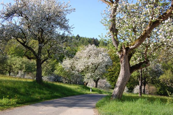 Obstbaumallee am Sulzbürg