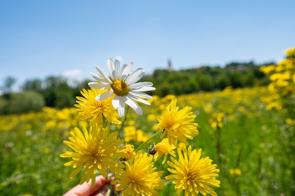 Landau-an-der-Isar_Renaturierung_2021_original_Daxl-Eiglsperger_DSC_7387
