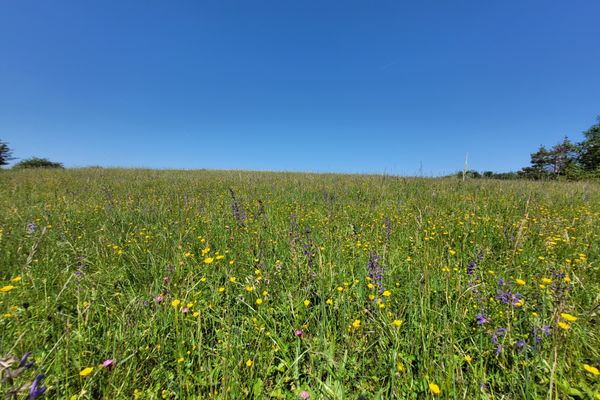 Blütenmeer auf der Hohen Wann