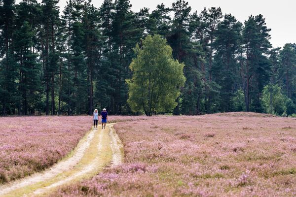 Wanderer in der Klein Bünstorfer Heide