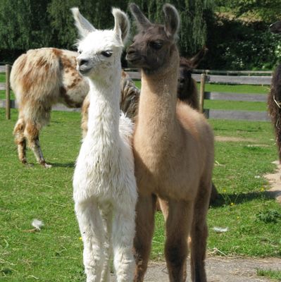 Frankenalb Lamas