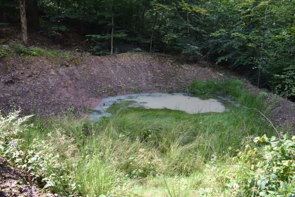 Feuchtbiotop bei Krum Jun. 2021