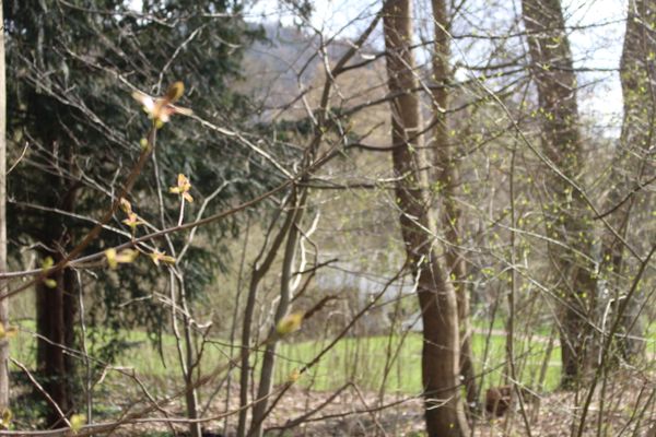 Seegarten Amorbach