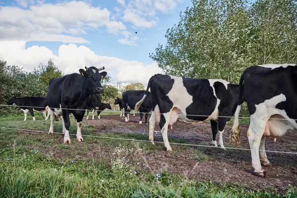 Landwirtschaft auf dem Hofgut Oberfeld