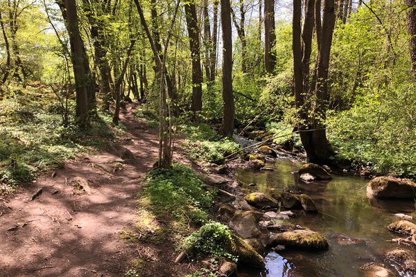Ein natürlicher Wasserlauf, der über bemooste Basaltsteine in einem Waldgebiet läuft. Parallel dazu verläuft ein Waldweg.