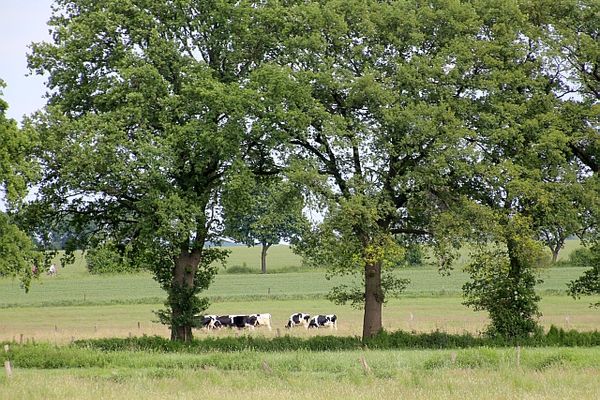 Kühe weiden auf einer Wiese mit Bäumen. Landschaft bei Secklendorf in der Lüneburger Heide.