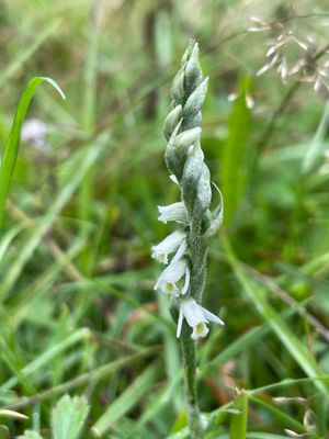 Herbst-Drehwurz Spiranthes spiralis