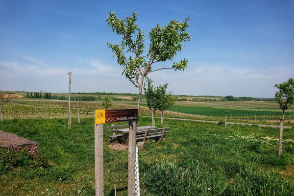 Bild des Datensatzes Mandelhain Impflingen