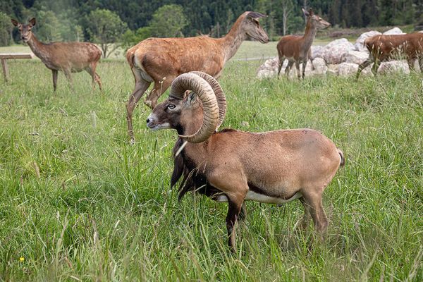 Muffelschafe am am Rundlehrpfad bei der Schönegger Käsealm