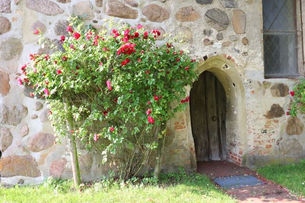Eingang der Kirche in Nahaufnahme mit Rosenstrauch