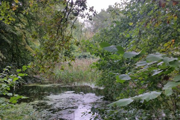 Ehemaliger Mühlenteich der Kroetzmühle, umgeben von dichtem Baumbestand und Schilf.