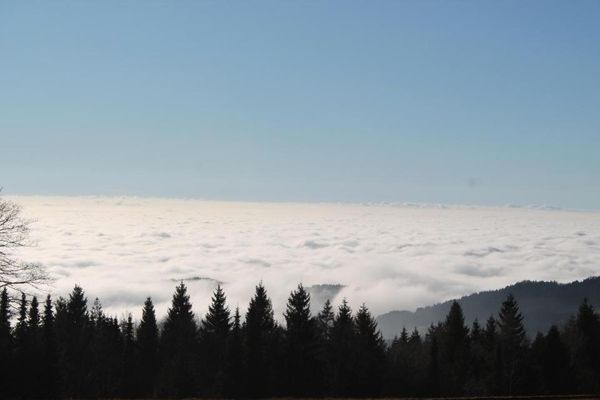 Zwischen blauem Himmel und hohen Nadelbäumen breitet sich ein wunderschönes Nebelmeer aus.