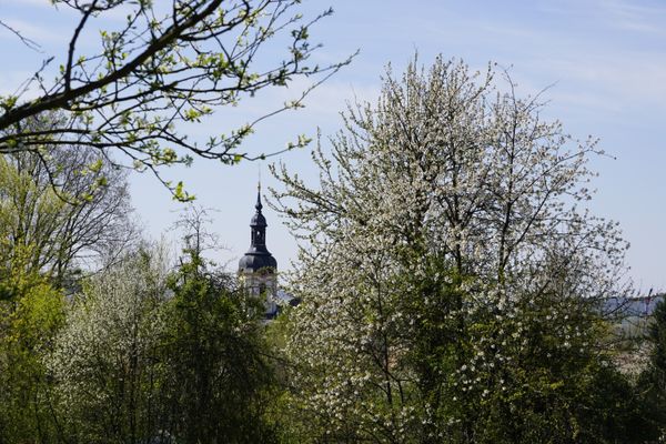 Zwischen Bäumen, die hellgrüne Knospen und kleine Blätter tragen, ragt ein Kirchturm empor.