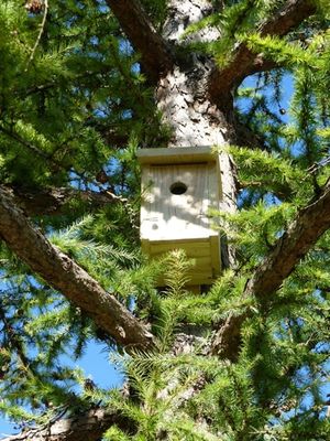 Vogelnistkasten an einem Baumstamm.