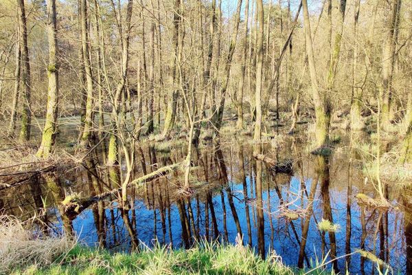 Zwischen Haaßel und Niendorf I liegt ein kleiner Erlenbruchwald mit dauerhaft vernässtem Boden. Die schlanken Baumstämme spiegeln sich im ruhigen Wasser, Lichtreflexe und Vogelstimmen erfüllen den stillen Naturraum. Besonders im Frühjahr zeigt sich das Feuchtgebiet von seiner lebendigen Seite – ein idealer Ort zum Verweilen, Beobachten und Durchatmen.