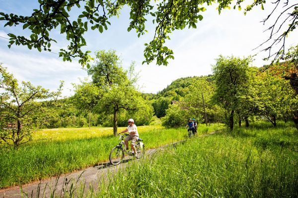 Zwei Radfahrer auf einem Radweg zwischen Obstbäumen.