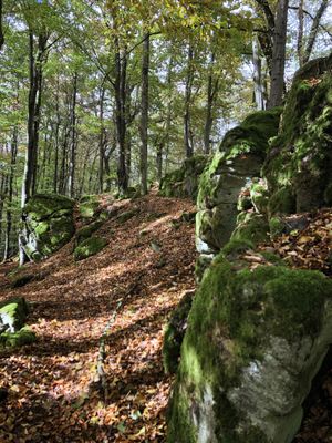 Mächtig türmen sich inmitten des Buchenwaldes die Basaltfelsen des Geotopes Felsenruhe bei Herbstein auf. Deutlich heben sich die grau-schwarzen Basaltriesen vom belaubten Waldboden und den Stämmen der grünlaubigen Buchen ab.