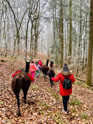 Eine Gruppe führt Alpakas und Lamas durch den Wald