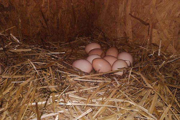 Frische Eier in den Strohnestern