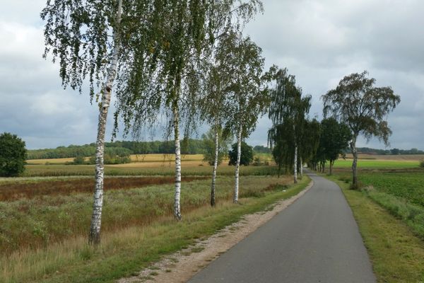 Blick über Felder und eine birkengesäumte Straße bei Gavendorf.