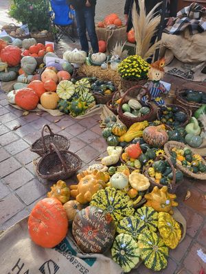 Auswahl an unterschiedlichen Kürbissen auf dem Herbstmarkt Buchen