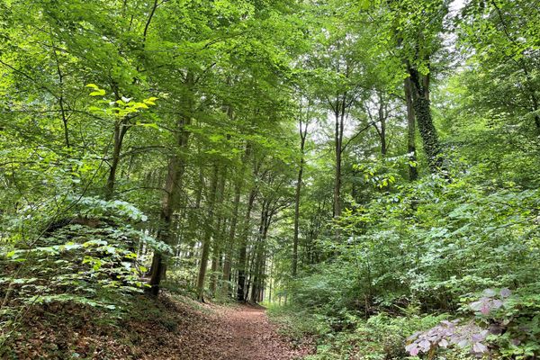 Waldweg im Rießel bei Bad Bevensen