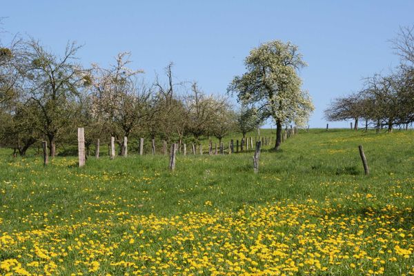 Streuobstwiese nahe Schlierbach