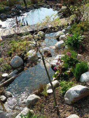 Bachlauf im FrÃ¼hling